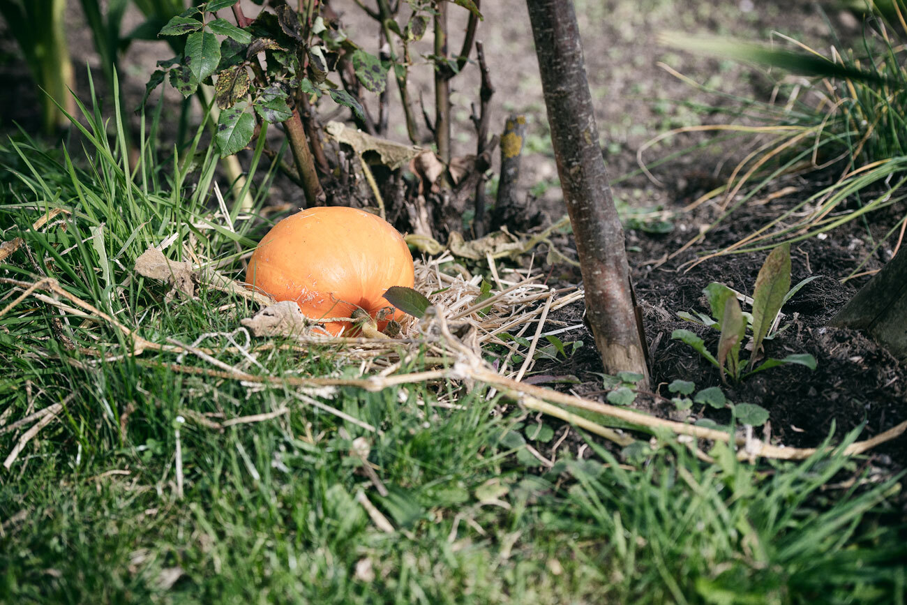 Natur ums Haus schaffen eine gemütliche Umgebung